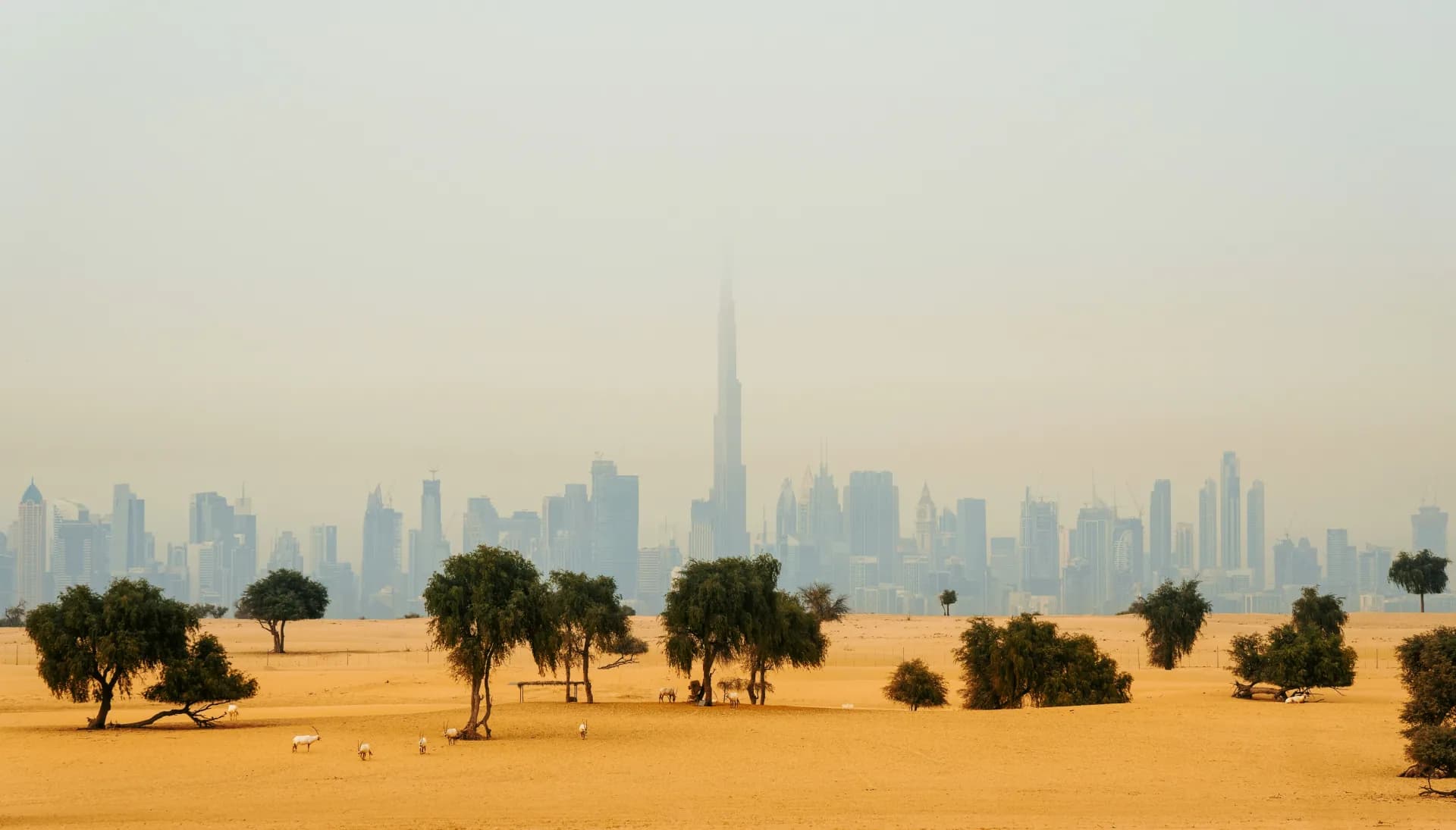 استراحة النخيل